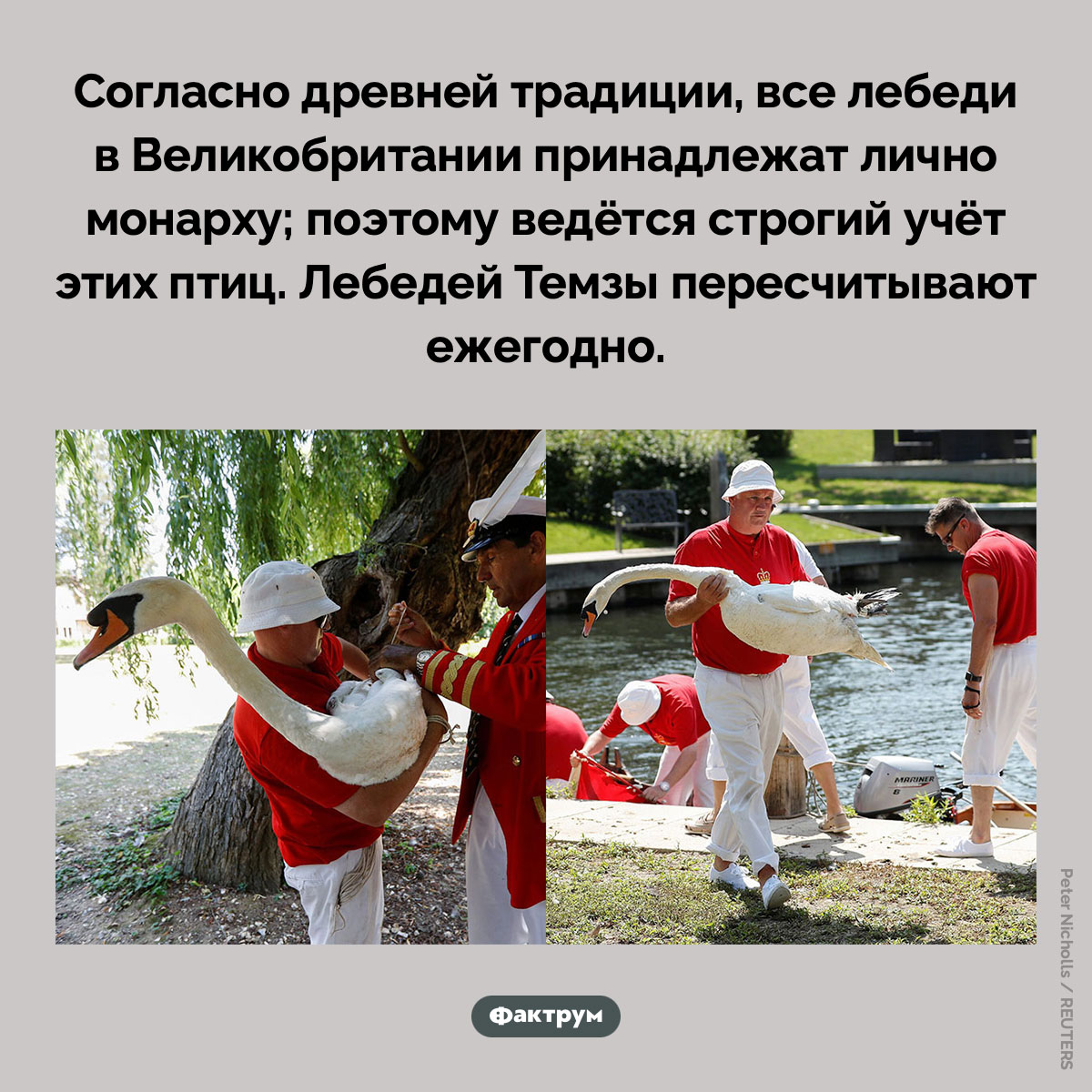 Каждый год в Лондоне пересчитывают лебедей - свежие новости на Toplenta по теме 28.09.2025