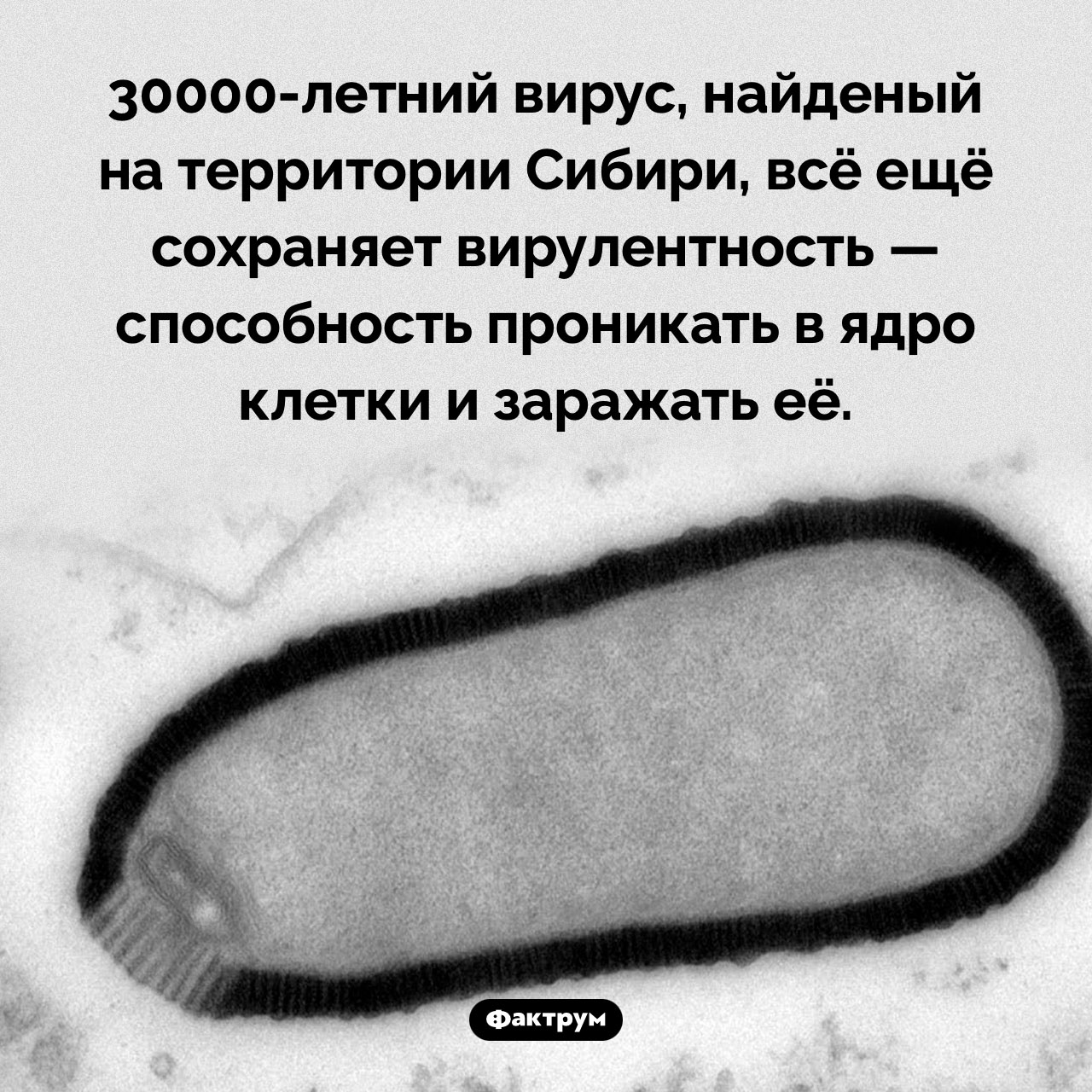 30000-летний вирус - похожая новость на Toplenta
