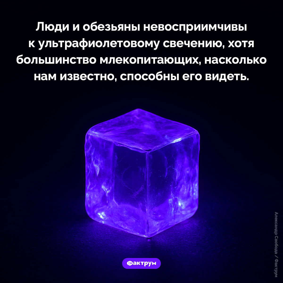 Люди и обезьяны невосприимчивы к ультрафиолету - похожая новость на Toplenta