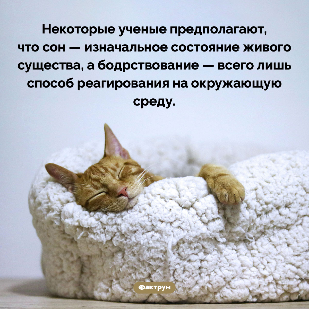 Вначале был сон - свежие новости на Toplenta по теме 13.11.2022