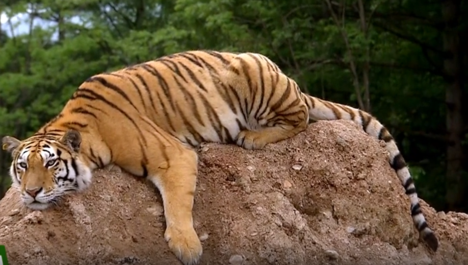 4 октября отмечается Всемирный день защиты животных - свежие новости на Toplenta