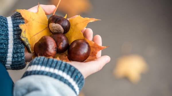 Поделки из каштанов и желудей - свежие новости на Toplenta по теме Штаны