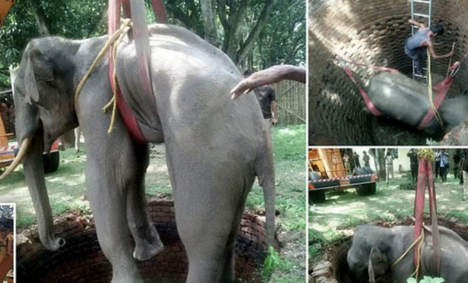 Слон копал стены ямы несколько часов: его услышали люди и пришли на помощь - свежие новости на Toplenta