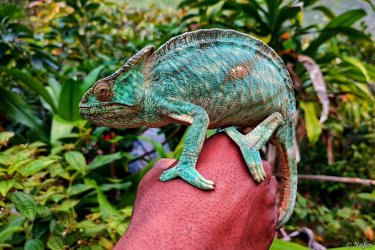 Мадагаскар: как меня укусил хамелеон - свежие новости на Toplenta по теме pro