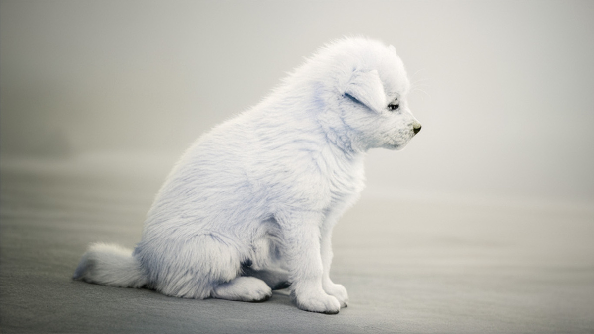 Усыновите меня, пожалуйста - свежие новости на Toplenta