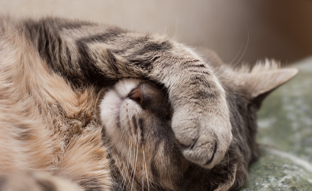 Похитители тел: кто нами управляет на самом деле - свежие новости на Toplenta