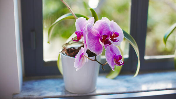 Способ за копейки улучшить цветение орхидеи — дома будет райский сад - свежие новости на Toplenta по теме новости дизайна