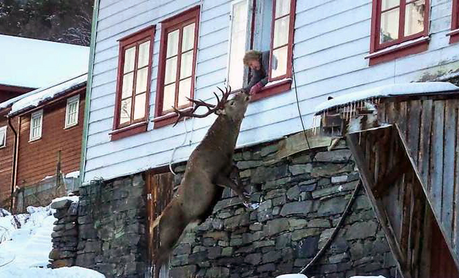 Люди пришли на помощь оленю и уже 3 года он почти каждый день приходит к дому и стучит в окно - свежие новости на Toplenta по теме Метте квам