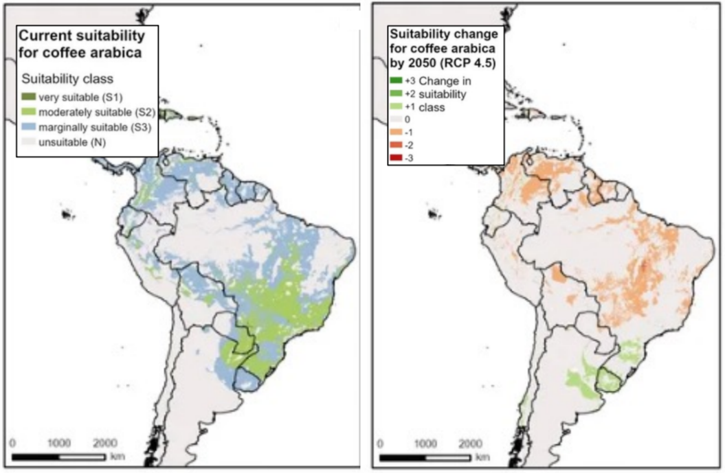 Почему кофе может исчезнуть с планеты: как мы сами уничтожаем любимый напиток - свежие новости на Toplenta по теме Интерес