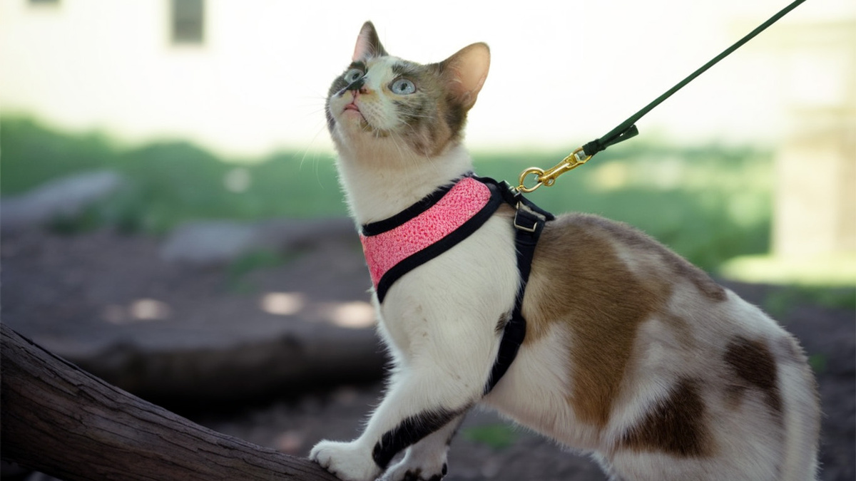 Свадьба сантехника - свежие новости на Toplenta по теме да