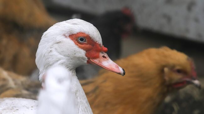Академик РАН заверил, что штамм птичьего гриппа H5N5 не передастся людям - свежие новости на Toplenta по теме мнение эксперта.