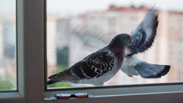 Что означает если птица бьется в окно или залетела в дом — не игнорируйте знаки - похожая новость на Toplenta