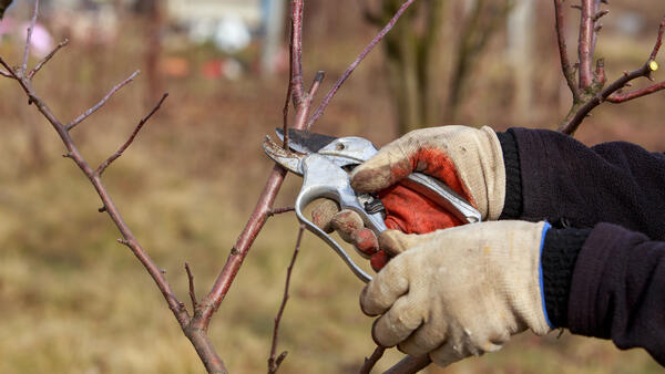 Как обрезать яблоню в ноябре, чтобы повысить урожай — последний шанс - свежие новости на Toplenta по теме кт