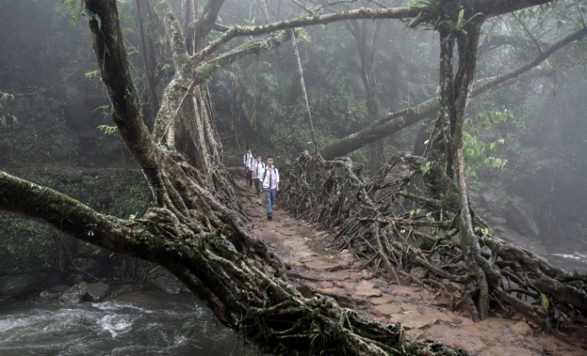 Племя в Гималаях не строит мосты, а выращивает их. Мост через реку вырастает за 10-15 лет - свежие новости на Toplenta по теме СТО