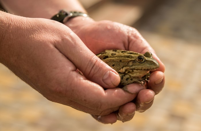 Бородавки от лягушек, или 10 мифов, в которые пора перестать верить - свежие новости на Toplenta по теме Рафаэль социальный