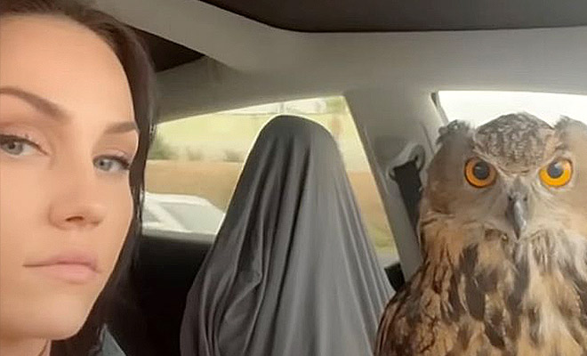 Семья выходила и приютила совенка, а теперь птица живет в семье словно кот и даже за компанию ездит с людьми на работу - свежие новости на Toplenta по теме общество