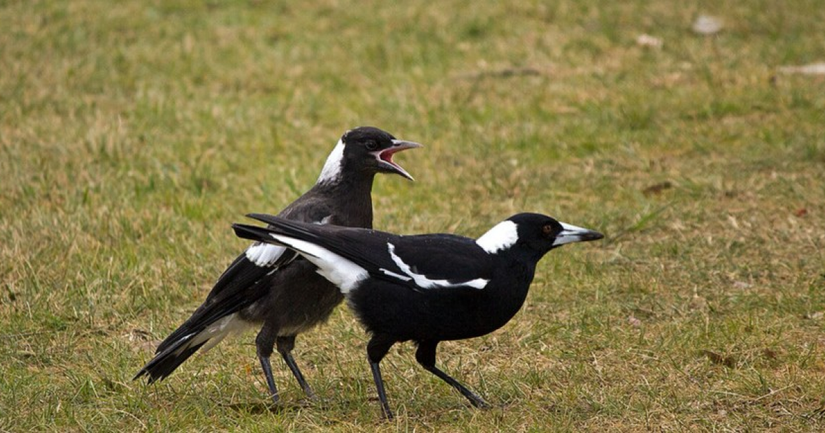 Нападки сородичей в детстве улучшили когнитивные способности ворон-свистунов - свежие новости на Toplenta