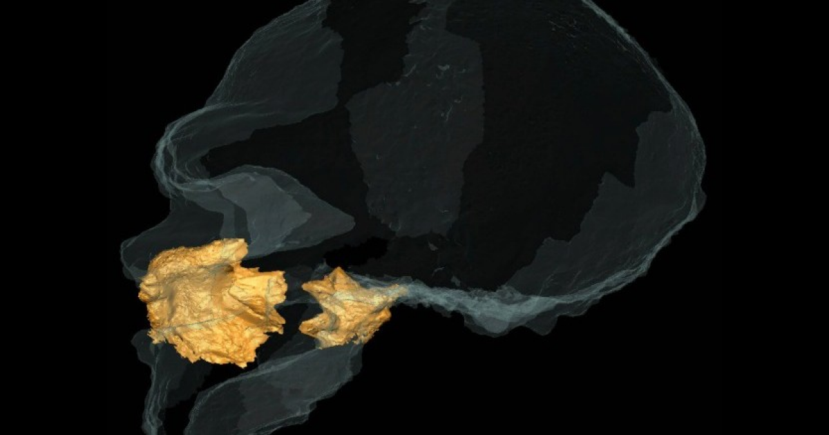 Антропологи реконструировали полость носа раннего неандертальца - свежие новости на Toplenta