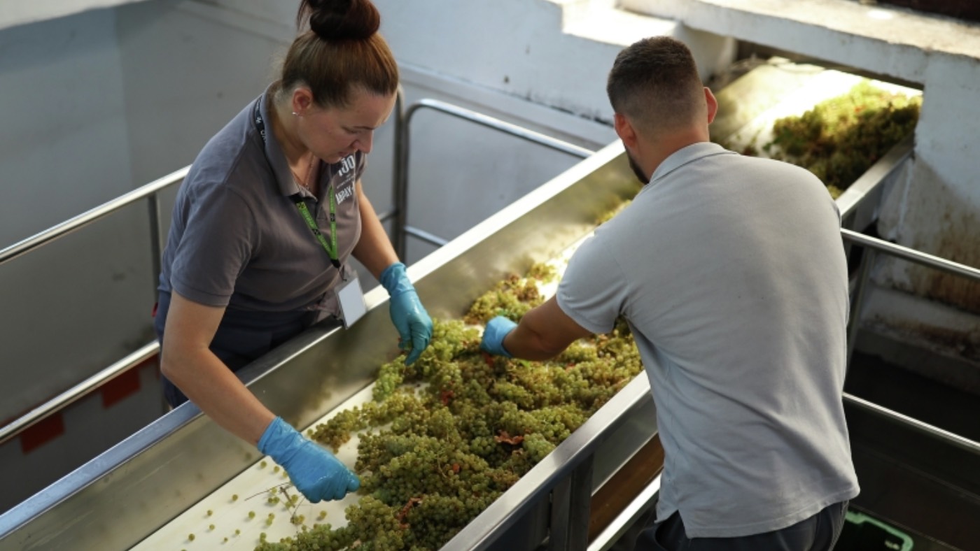 Топ-100 российского виноделия: от печали до радости - свежие новости на Toplenta по теме сочинения