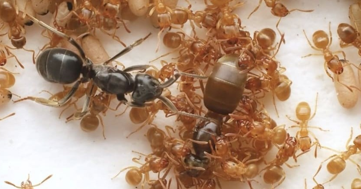 Муравьи-паразиты обманом заставили муравьев-хозяев убить собственных матерей - свежие новости на Toplenta