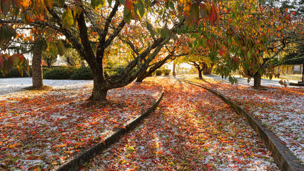 Аномальное предзимье накрыло Россию — природа сходит с ума - похожая новость на Toplenta