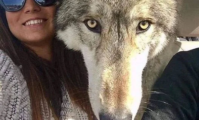 Люди взяли домой щенка и тот стал расти без остановки. Вскоре оказалось, что дома живет волк, и он стал крупнее лесных - свежие новости на Toplenta по теме общество