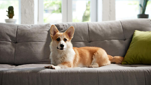 Как быстро вывести запах собачьей мочи с дивана или ковра — просто и эффективно - свежие новости на Toplenta по теме новости дизайна