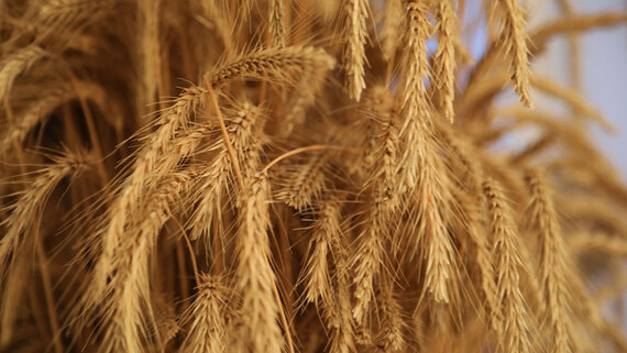 Россия обеспечивает треть импорта пшеницы, ячменя и подсолнечника в Африке - Общество на Toplenta