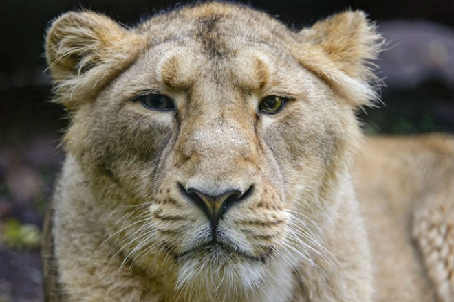 Львица упала в глубокий колодец и люди пришли на помощь - свежие новости на Toplenta по теме Стран