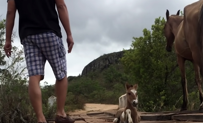 Жеребенок застрял в провале досок на мосте, и лошадь нашла людей и позвала их на помощь. Видео - свежие новости на Toplenta по теме общество