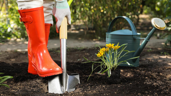 Копать или не копать? Главные мифы подготовки сада к зиме - свежие новости на Toplenta по теме новости дизайна