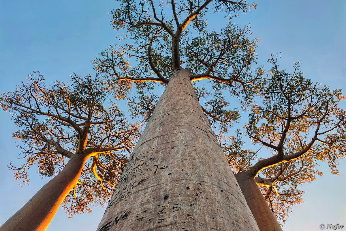 Стало интересно, как выглядит маленький баобаб и как выглядит плод баобаба - похожая новость на Toplenta