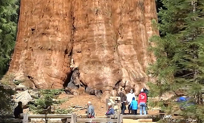 5 самых больших деревьев мира: достигают высоты в 50 этажей и все еще растут вверх - свежие новости на Toplenta по теме общество