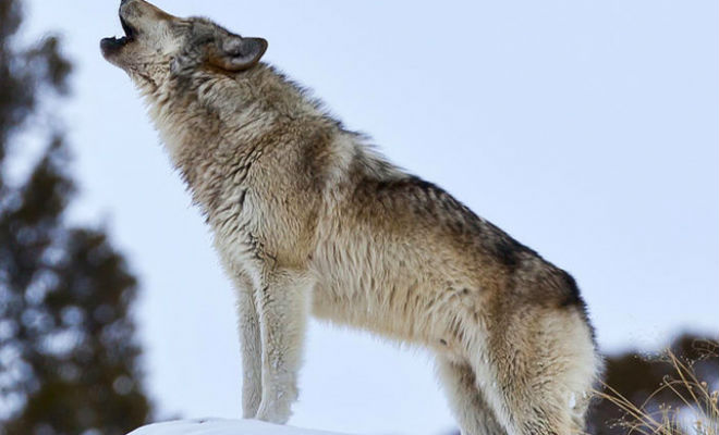 Лед на реке под школьниками провалился, но на помощь к людям вовремя пришел волк - свежие новости на Toplenta по теме Омо