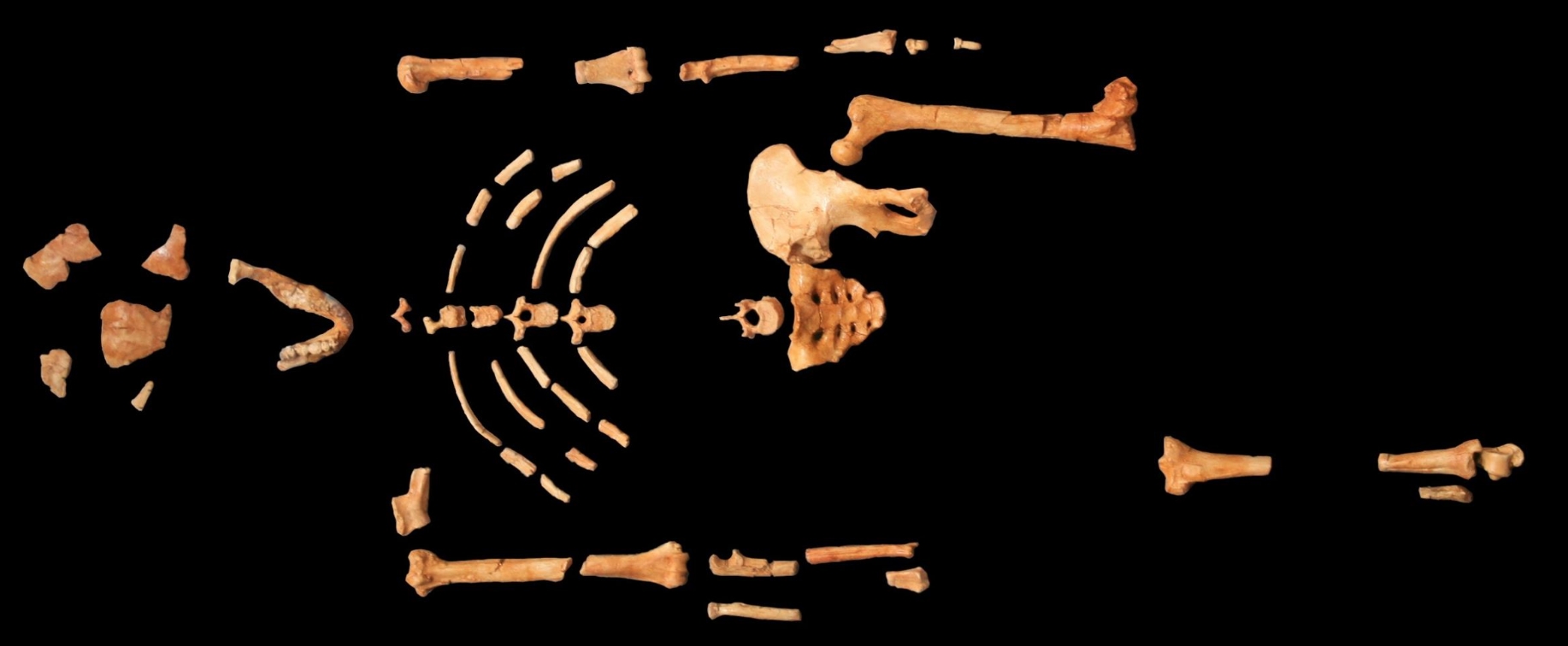 7 фактов об ископаемой Люси — самом знаменитом предке человека, ходившем на двух ногах - похожая новость на Toplenta