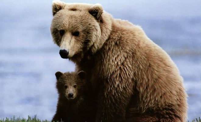 Медведица пришла к людям и привела с собой медвежонка за помощью - свежие новости на Toplenta по теме Омо