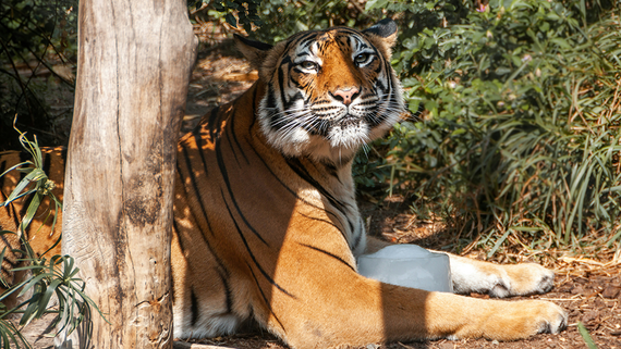 Россия передаст Казахстану партию амурских тигров - свежие новости на Toplenta