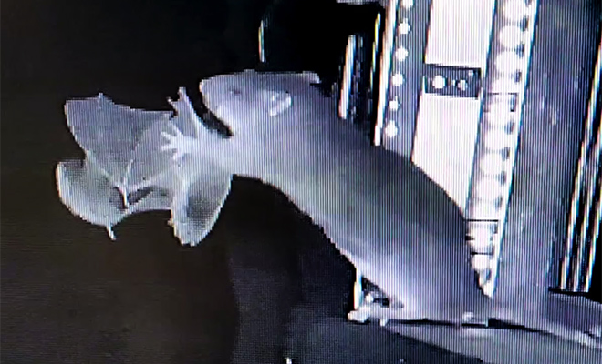 Крысы научились ловить летучих мышей прямо в воздухе. Видео с камеры наблюдения - свежие новости на Toplenta по теме Лидский университет