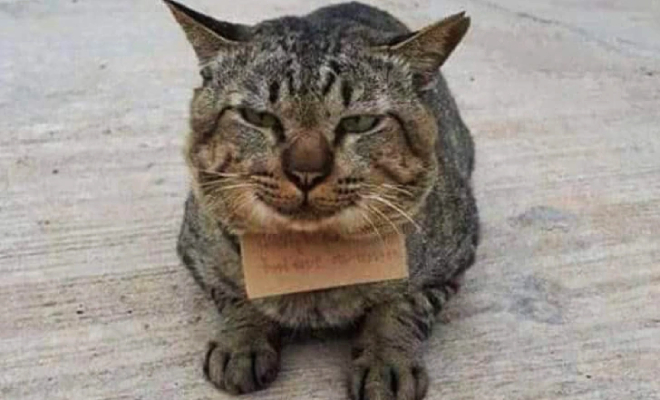 Кот пропал из дома, а через 3 дня вернулся с запиской, что теперь у него есть долги - свежие новости на Toplenta по теме долг