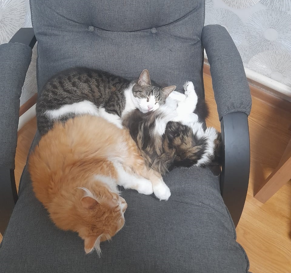 Российские котики в борьбе за место под солнцем - похожая новость на Toplenta