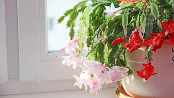 Декабрист будет пышно цвести всю зиму — секреты ухода от эксперта - свежие новости на Toplenta по теме новости дизайна