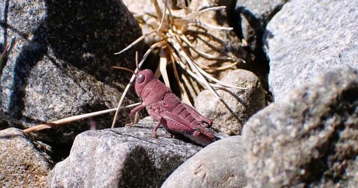 Новозеландцы встретили розовую кобылку - свежие новости на Toplenta по теме и