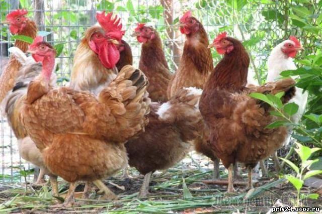 БАБЫ-ДУРЫ ИЛИ КУРЫ??? - свежие новости на Toplenta