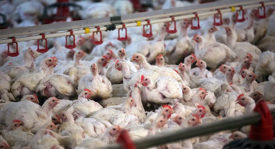 Проект «Синий Павлин» — как британцы создали ядерные мины с начинкой из живых кур - свежие новости на Toplenta по теме Военное