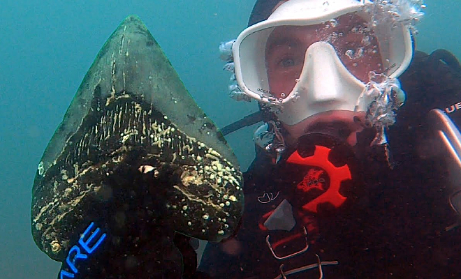 Дайвер нашел и протестировал на прочность зуб мегалодона. Размером 20 см и острый как нож даже спустя миллионы лет - свежие новости на Toplenta по теме ай