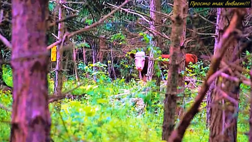 Сбежавшую корову нашли через год в глухом лесу с необычными друзьями - свежие новости на Toplenta