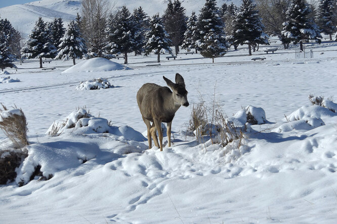 Лосёнка накрыла лавина, но ему повезло: мужчина заметил под снегом нос - свежие новости на Toplenta по теме си
