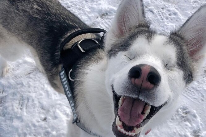 Не может видеть, но чует: незрячий хаски обожает снег - свежие новости на Toplenta
