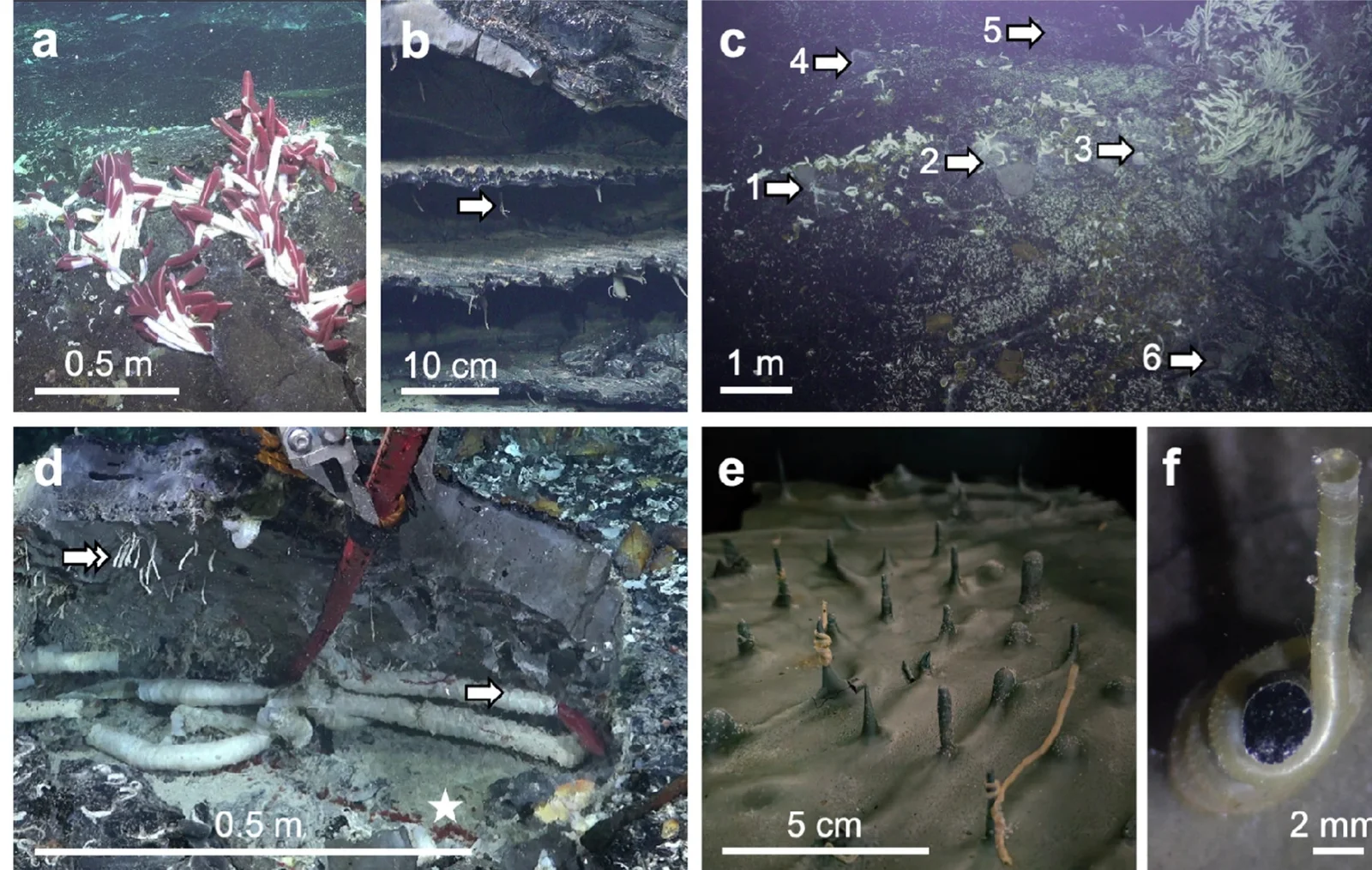 Под дном Тихого океана нашли гигантских червей - свежие новости на Toplenta по теме Дно