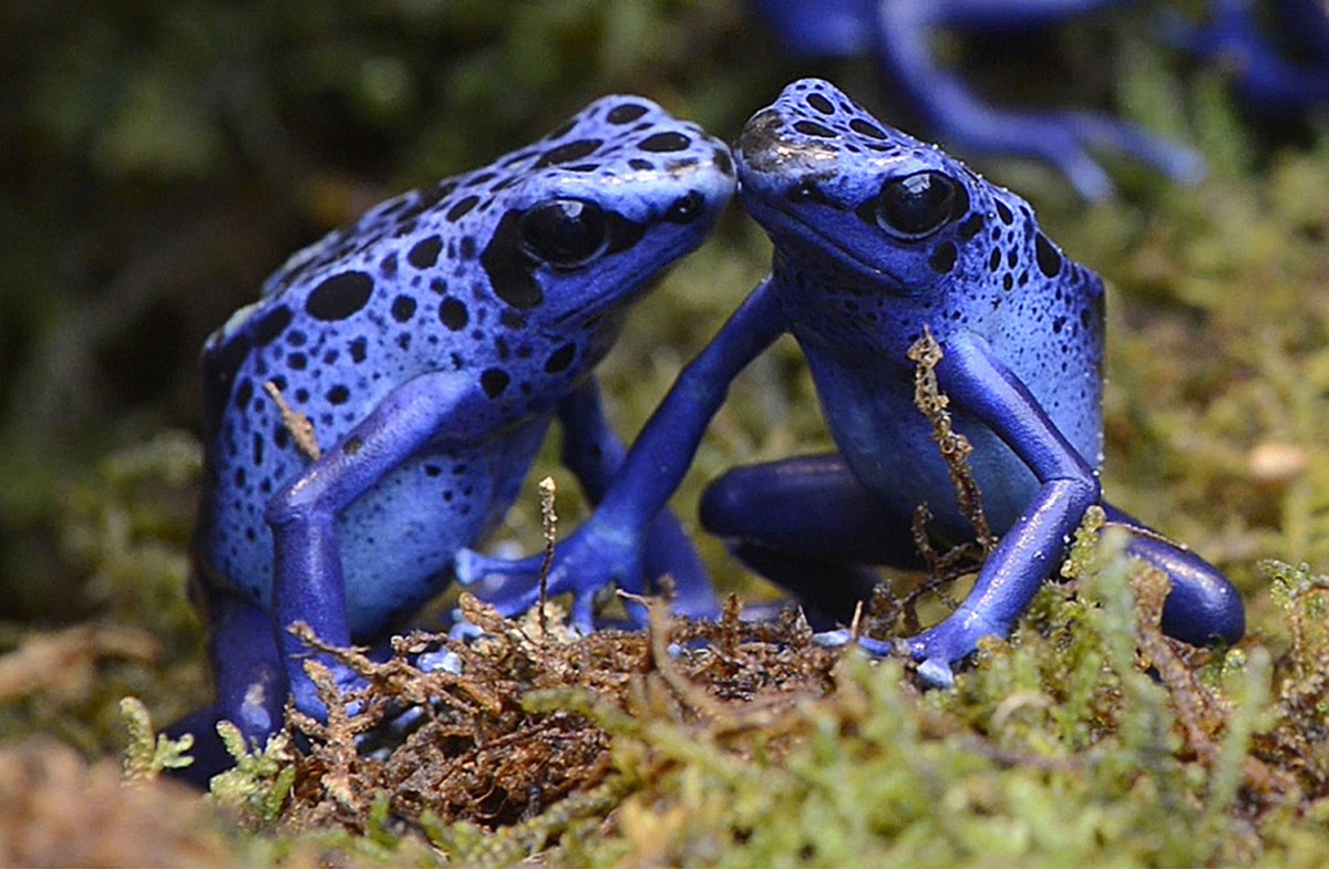 10 самых необычных природных ядов - свежие новости на Toplenta по теме ПК